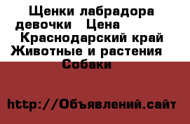 Щенки лабрадора девочки › Цена ­ 5 000 - Краснодарский край Животные и растения » Собаки   